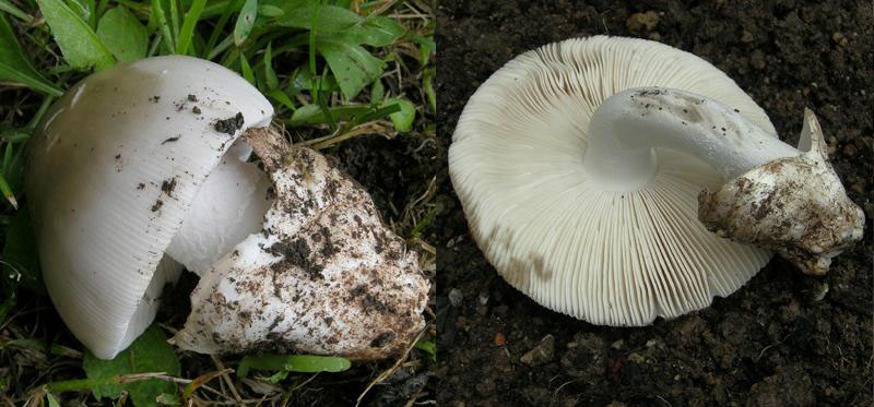 Prime Amanita rubescens e vaginata